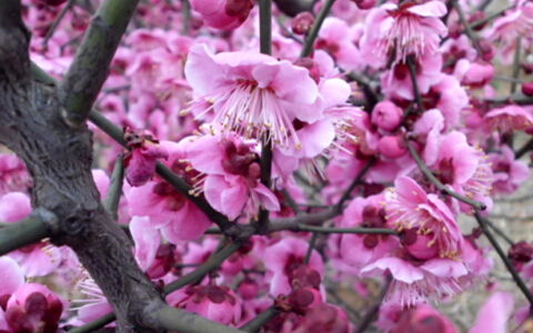 男人梦见鲜花盛开 已婚女人梦见好看的花