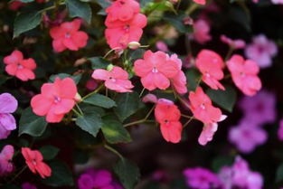 男人爱花说明什么问题 什么花象征什么人