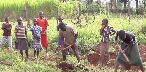 男人种地打准确一生肖 男人种田代表什么动物