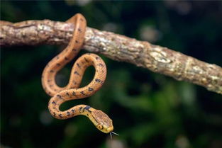 男人睡梦中梦见黑色蛇 女人梦见蛇的七大预兆