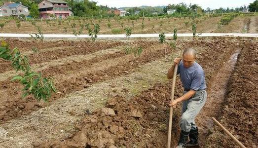 男人种地什么生肖 男人耕地表示啥生肖