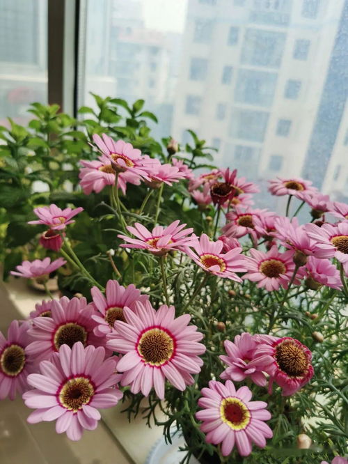 男人眼里爱养花草的女人 佛说喜欢养花的人