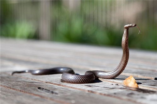 男人被蛇咬周公解梦 梦见自己的男人被蛇咬了