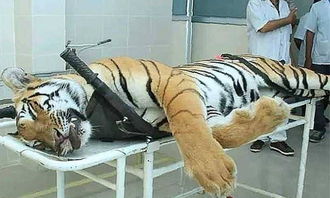 男人说自己老婆是母老虎 母老虎是爱称吗