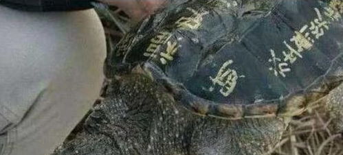 男人龟背体相 什么叫龟背男人