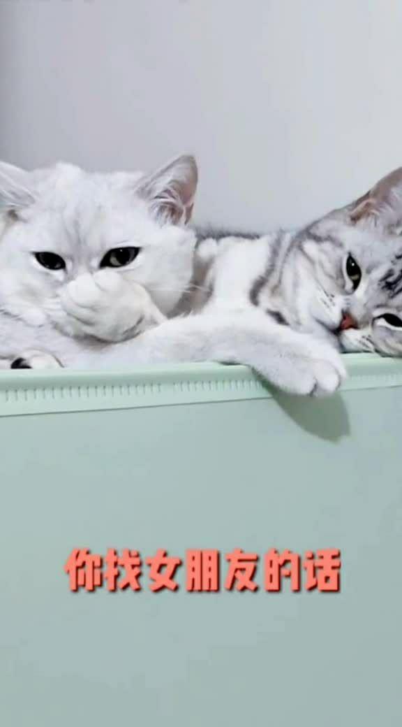 男人说女人小野猫的心态 野猫比喻什么样的女人