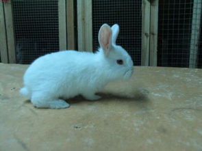 男朋友咬我的小兔兔的感觉 对象吃小兔兔的感觉