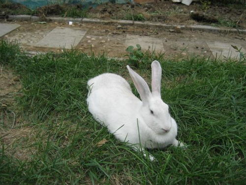 男朋友天天咬我的小兔兔 男生咬小兔兔的感觉