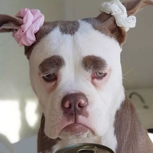 男生头像用狗代表啥 头像用狗的都是渣男