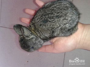 男生咬我的小兔兔的感觉 对象吃小兔兔的感觉