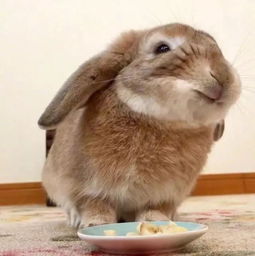 男生吃小兔兔的细节描写知乎 男朋友是怎么要你的细节