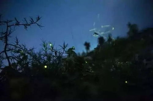 男生发花海的歌寓意 男生听花海什么心理