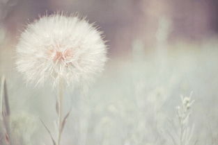 男生对你说花自飘零水自流 花自飘零水自流是啥歌