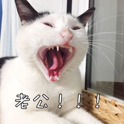 男生头像是猫是脱单了吗 男生突然用猫咪做头像什么意思