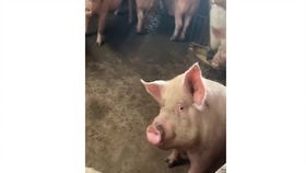 男生痴痴的望着一个女生 男生毫不掩饰的盯着你看