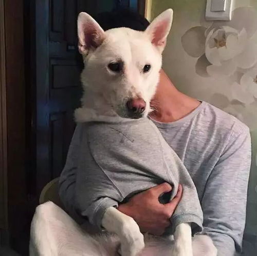 男生换狗头像是因为恋爱了吗 男生换狗头像是有女朋友吗