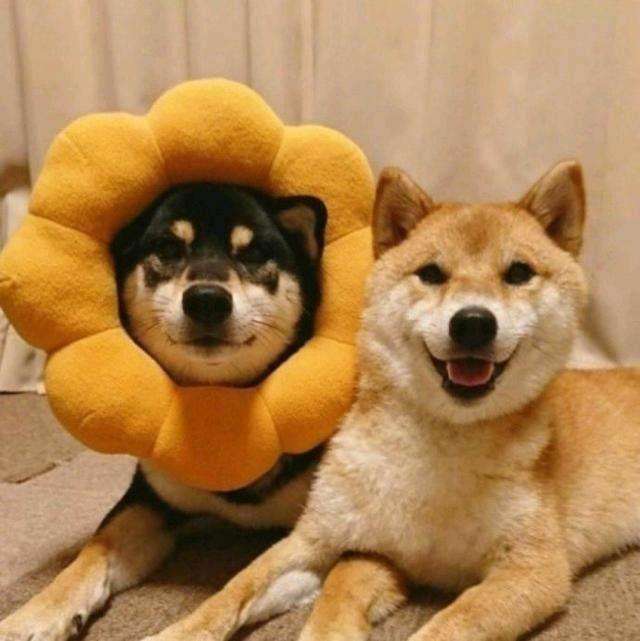 男生用狗做头像是单身吗 男生换狗头像是因为恋爱了吗