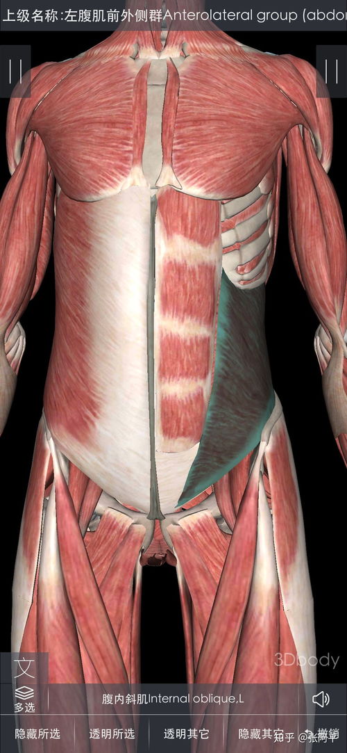 男生真实马甲线照片 男孩子有马甲线正常吗