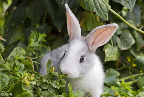 男生捏你的小兔兔讲述 男生为啥喜欢掐你的小兔子呢