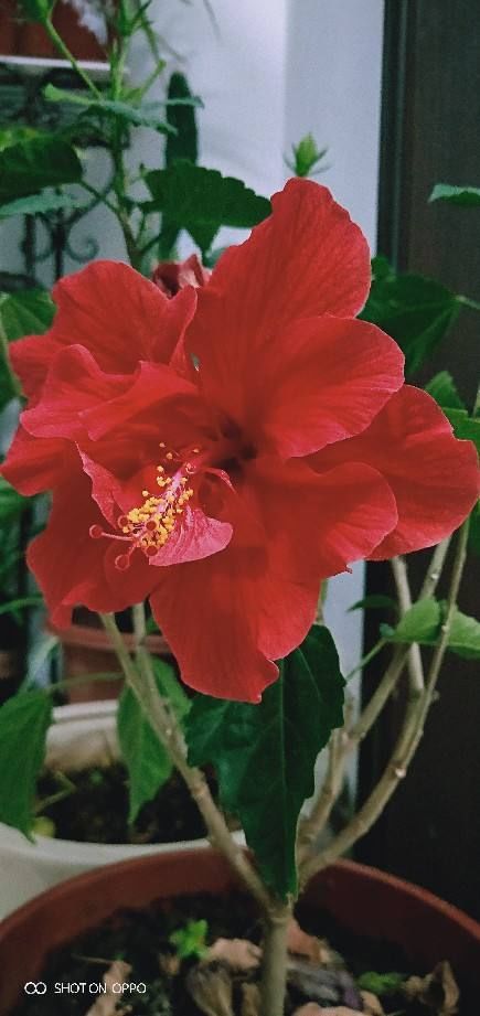 男生说53是想你的意思吗 53有什么好的寓意