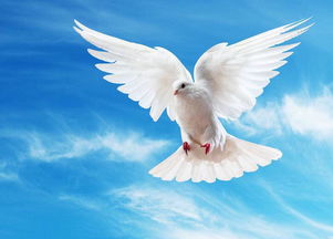 白鸽在爱情中寓意 白鸽在爱情中是暗恋的意思吗