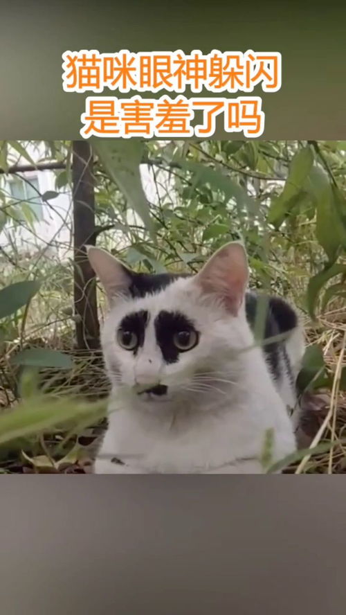 目光躲避才是真正喜欢 刻意躲避眼神才是真正喜欢