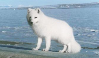 白狐的女人会带来什么 女人腋下没有毛是什么命