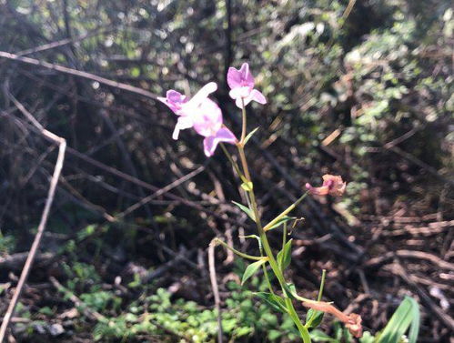 男生送向日葵是性暗示吗 1—10朵向日葵的寓意