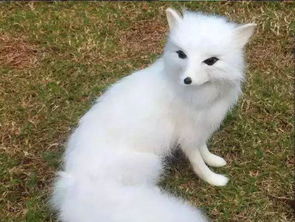 白狐对男人有啥伤害 白狐人物性格特点