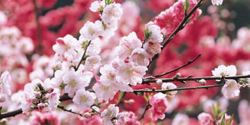 破老公桃花运的方法 斩断桃花运的最好方法