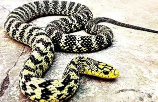 离异女人梦见蛇预示着什么 女人梦见又粗又大又长的蛇