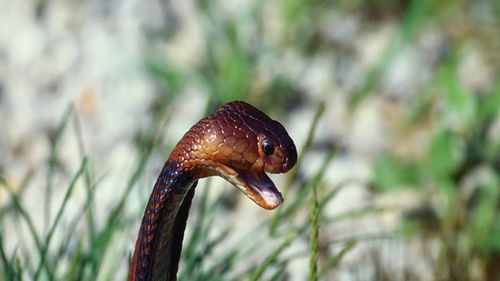 离婚女人梦见蛇好不好 女人梦见蛇的预示