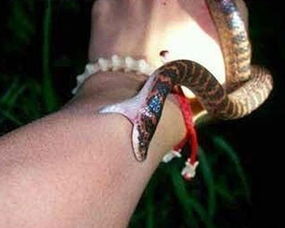 老公梦见蛇咬老婆是吉还是凶 做梦咬人把老婆咬伤了