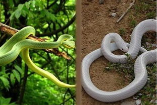 老公梦见蛇是胎梦吗 准爸爸梦见蛇是胎梦吗