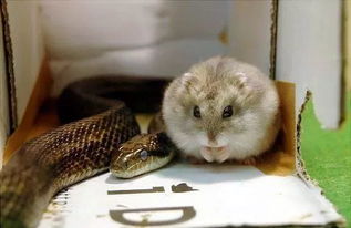 蛇鼠一窝的婚姻好不好 蛇鼠在一起谁吃亏