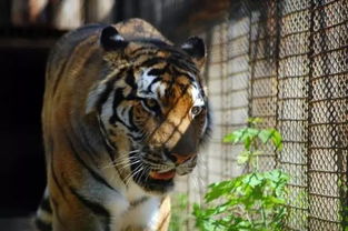 虎蛇断头婚一般过几年 蛇和虎婚配会死一个吗