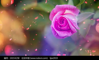 谁懂女人花歌词真正含义 女人花视频背景素材