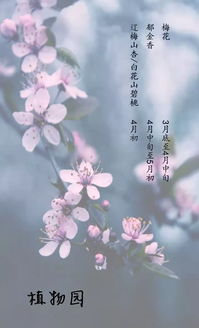 赞美女人春天赏花的诗句 独自赏花的美好诗句