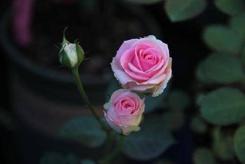 赞美爱养花的男人的好句 形容养花人的美句