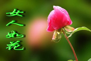 赞美女人如花的诗 比喻女人比花漂亮的诗