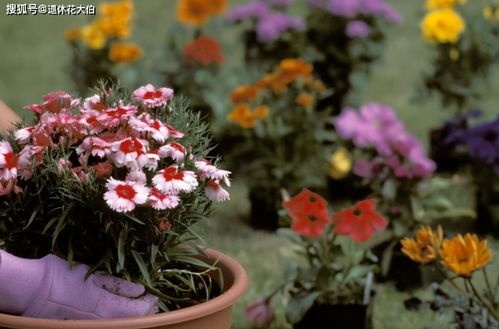 赞美男人养花非常好的句子 怎么赞美一个养花的人