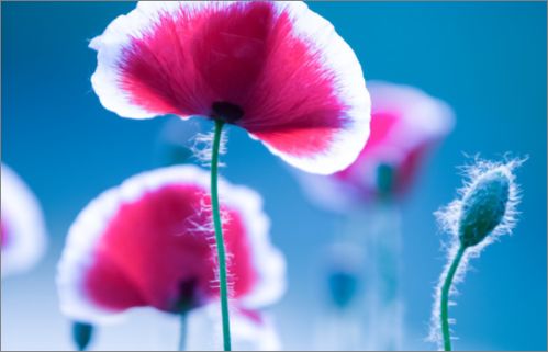 赞美女人年轻不老的词 赞美越活越年轻的句子