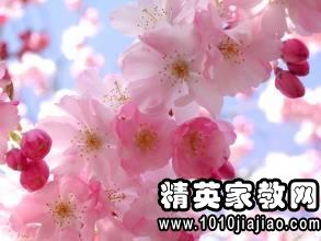 赞美爱花的男人的句子 花可治愈人心的句子