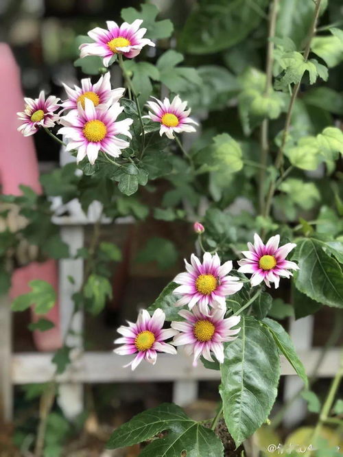 赞美养花的女人的诗句 怎么赞美一个爱养花的女人