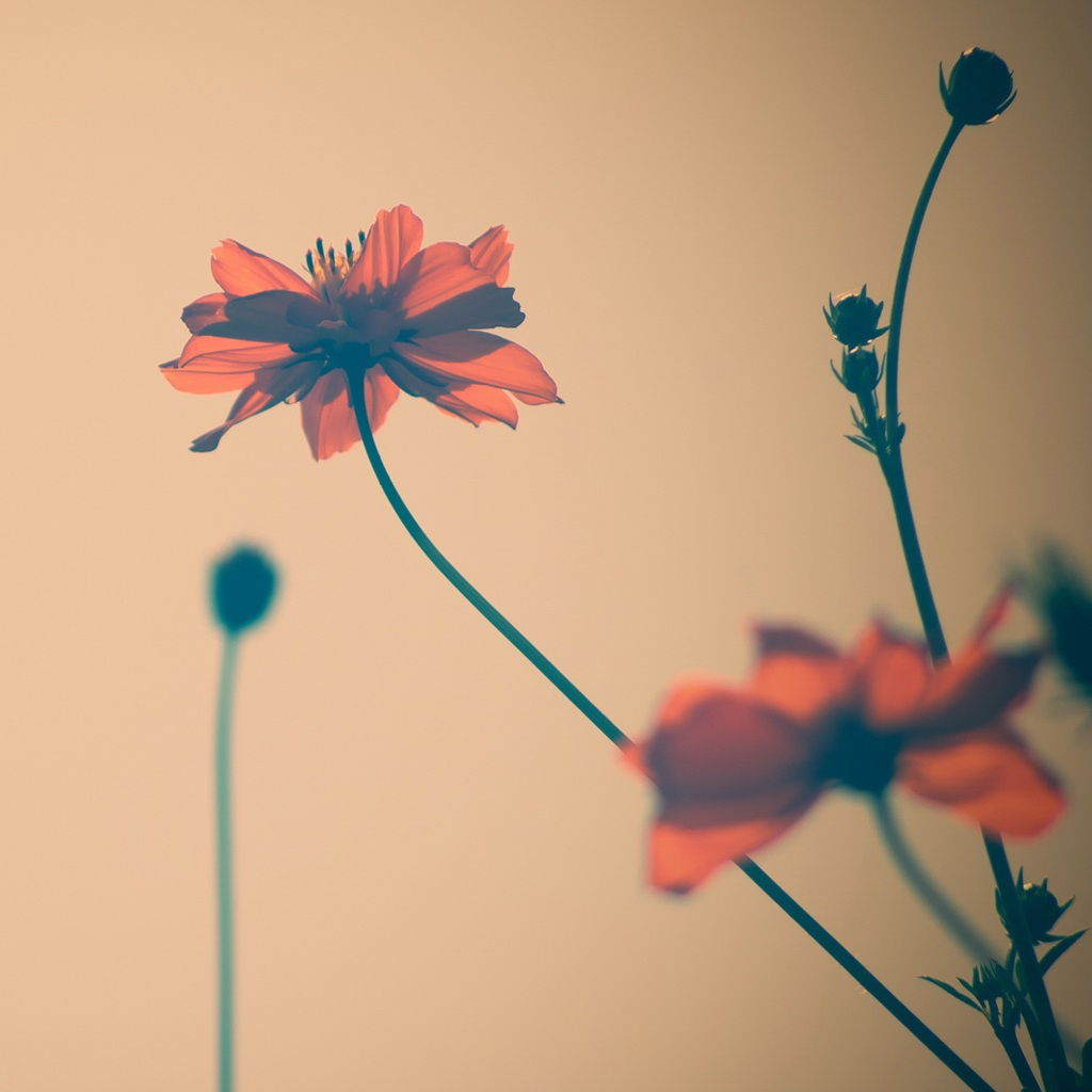 赞美女人三十四十的句子 女人二十岁是桃花,三十岁是玫瑰