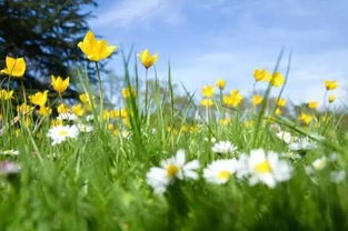 赞美男人在花丛中的句子带幽默 人在花中笑 花在人旁俏