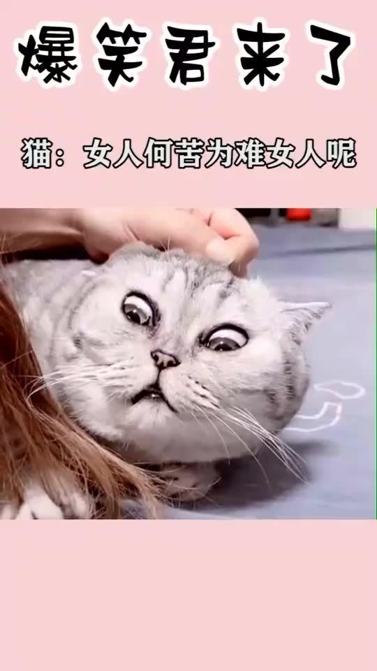 越漂亮的女人越像猫 女人一旦有了猫的性格
