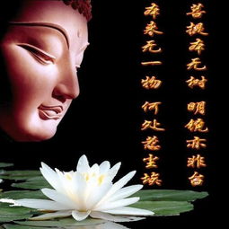 问情表达的什么感情 问情主要是讲什么意思的