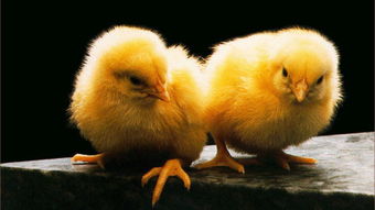 81年属鸡的女人花心吗(81年属鸡的女人花心吗,81年属鸡二次婚姻在几岁)