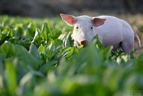 83年属猪的男人花心吗(83年猪一生有二婚,83年属猪的为什么这么花心)
